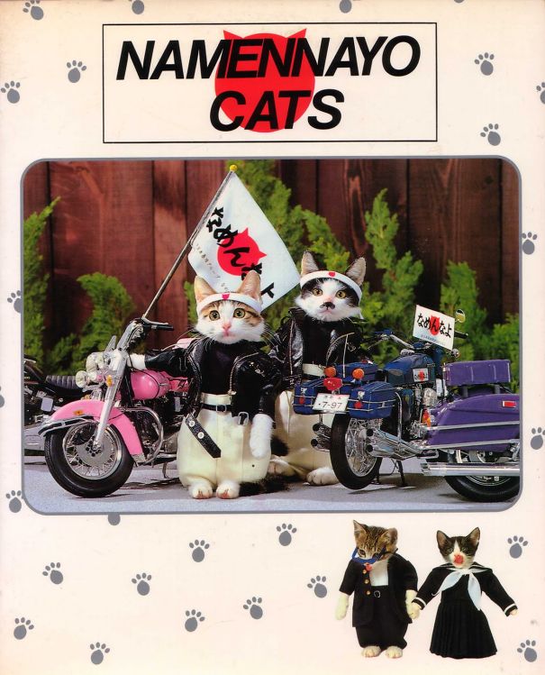 namennayo-cats-5cc94966e4b95.jpg