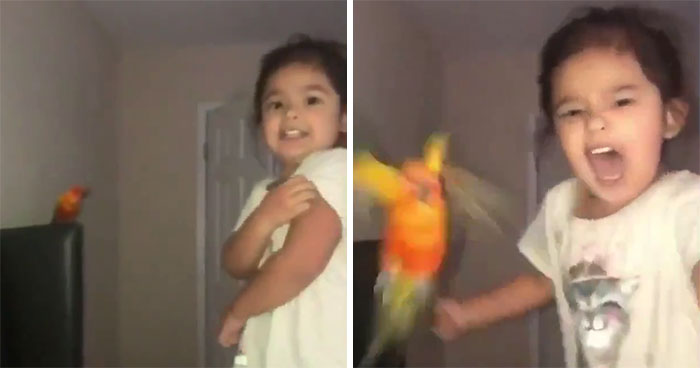 Esta niña entrena a su pájaro para atacar a quien ella quiera, y parece una supervillana