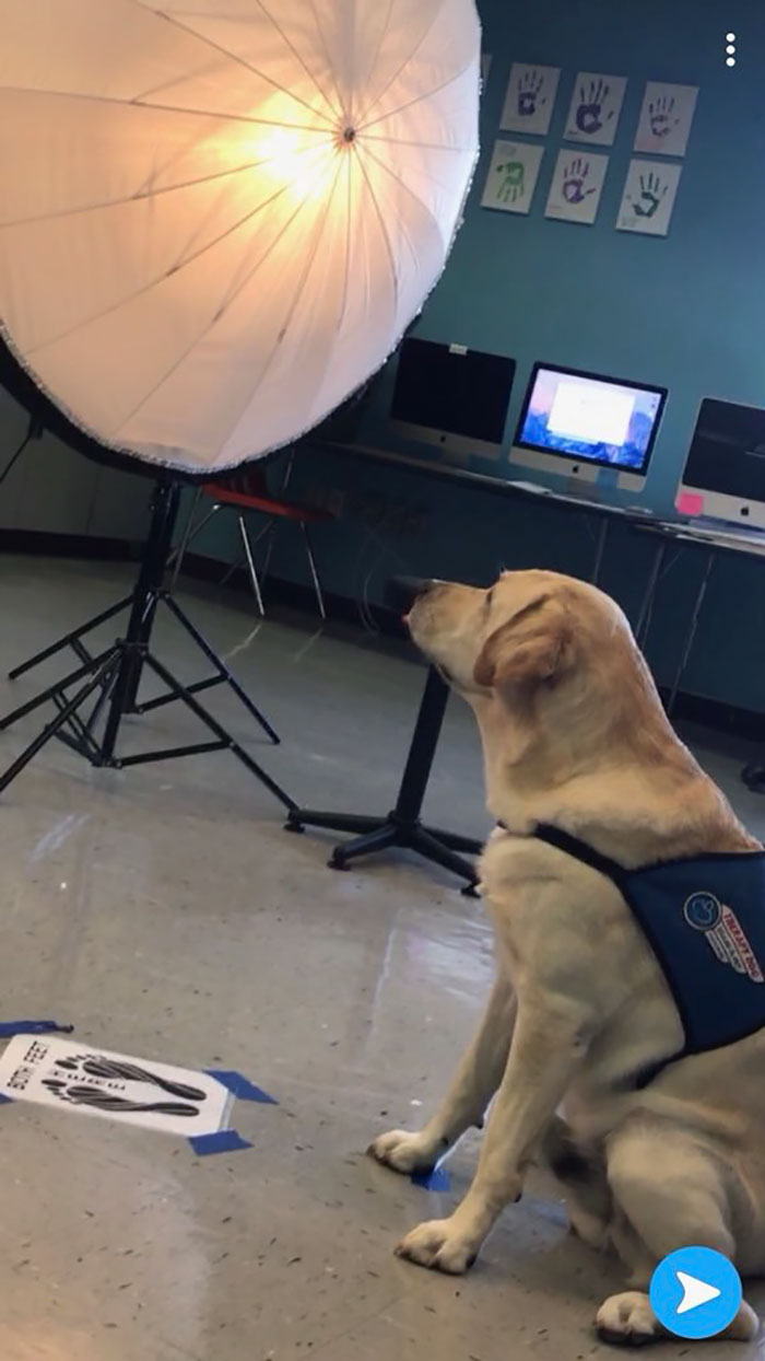 This School Dedicated A Yearbook Page To The Parkland Shooting Survivors’ Therapy Dogs This School Dedicated A Yearbook Page To The Parkland Shooting Survivors’ Therapy Dogs