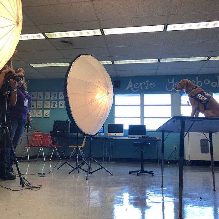 This School Dedicated A Yearbook Page To The Parkland Shooting Survivors’ Therapy Dogs This School Dedicated A Yearbook Page To The Parkland Shooting Survivors’ Therapy Dogs