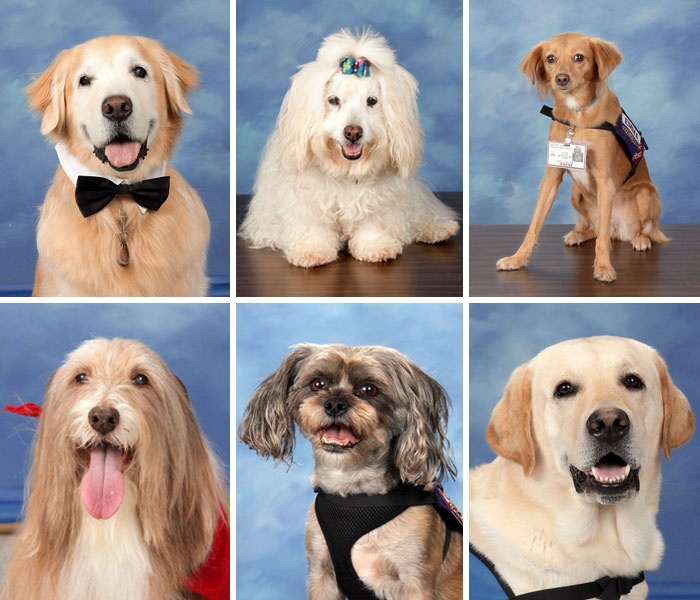 This School Dedicated A Yearbook Page To The Parkland Shooting Survivors’ Therapy Dogs This School Dedicated A Yearbook Page To The Parkland Shooting Survivors’ Therapy Dogs