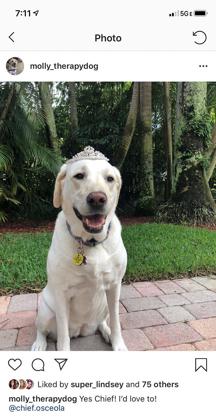 This School Dedicated A Yearbook Page To The Parkland Shooting Survivors’ Therapy Dogs This School Dedicated A Yearbook Page To The Parkland Shooting Survivors’ Therapy Dogs