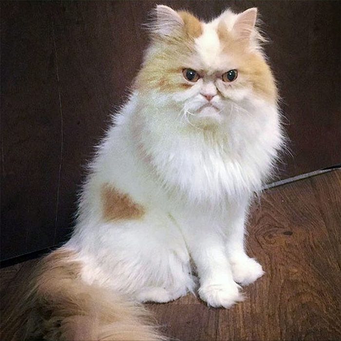 The Internet Has Found A New Grumpy Cat The Internet Has Found A New Grumpy Cat