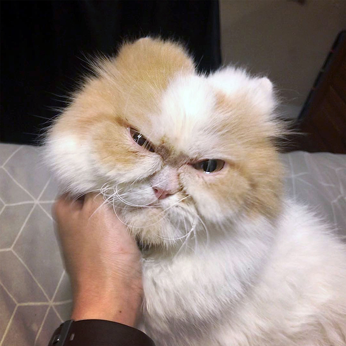 The Internet Has Found A New Grumpy Cat The Internet Has Found A New Grumpy Cat