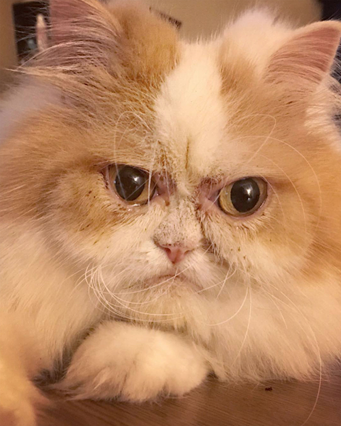 The Internet Has Found A New Grumpy Cat The Internet Has Found A New Grumpy Cat