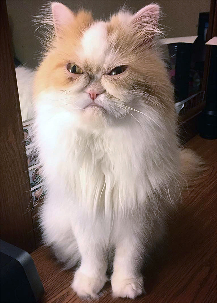 The Internet Has Found A New Grumpy Cat The Internet Has Found A New Grumpy Cat