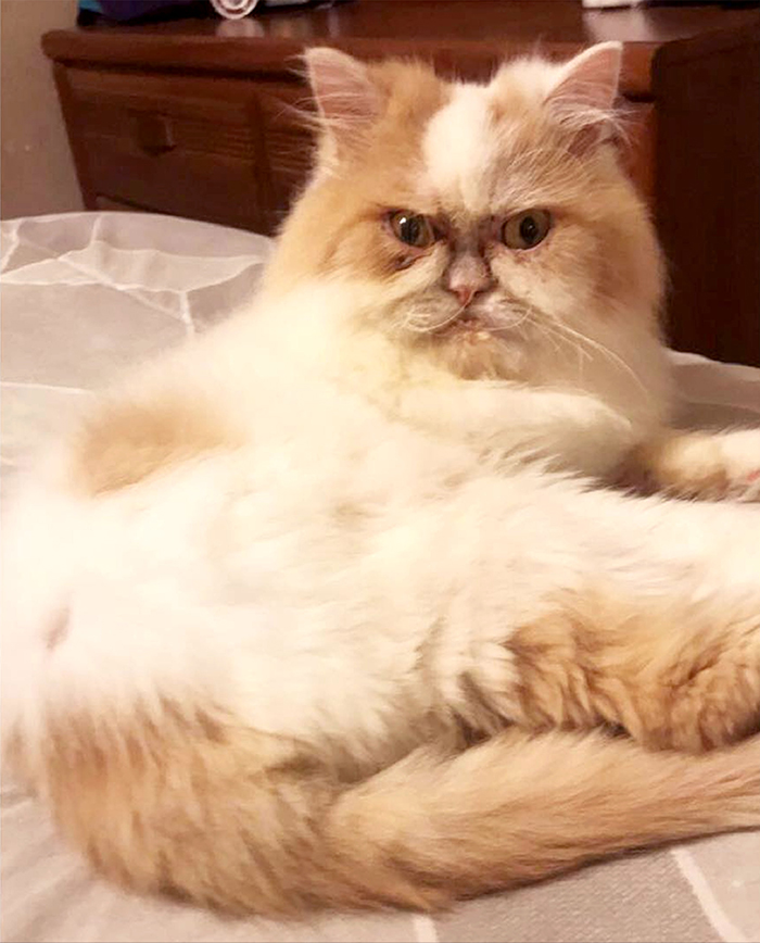 The Internet Has Found A New Grumpy Cat The Internet Has Found A New Grumpy Cat