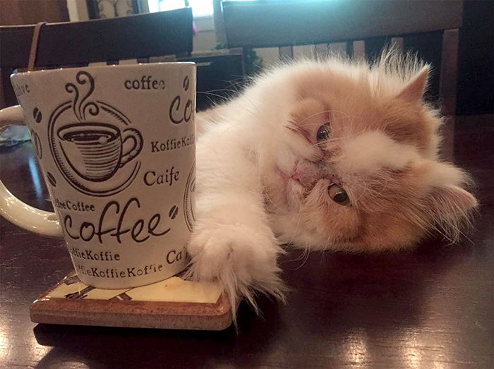 The Internet Has Found A New Grumpy Cat The Internet Has Found A New Grumpy Cat