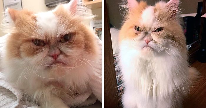 The Internet Has Found A New Grumpy Cat