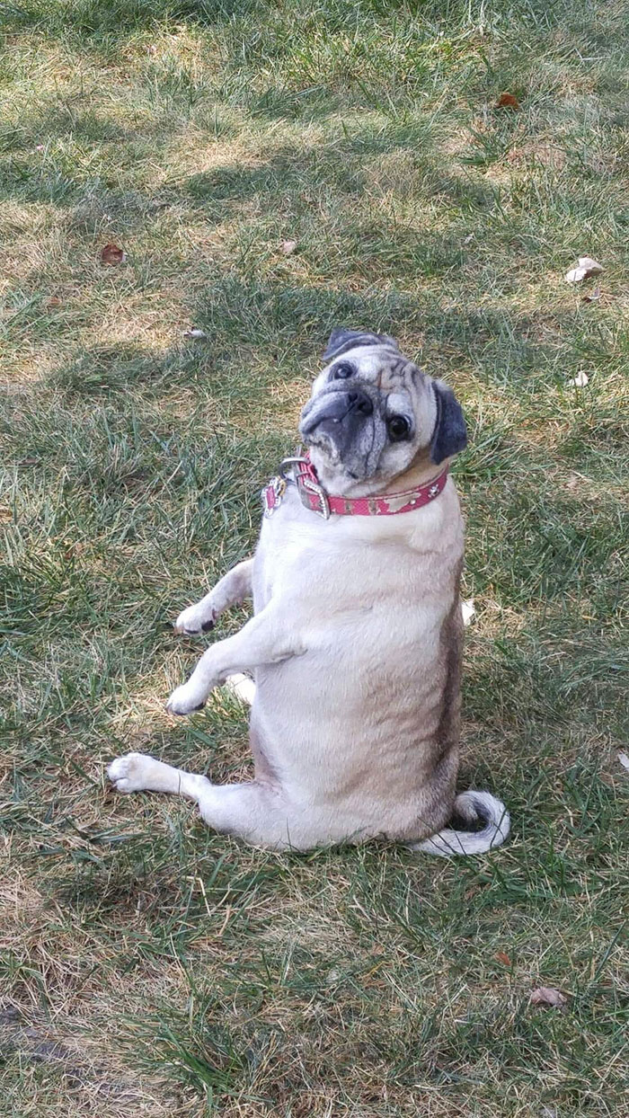 Man Asks Chewy For A Refund On Dog Food After His Dog Passes Away, Gets An Oil Painting With A Message Man Asks Chewy For A Refund On Dog Food After His Dog Passes Away, Gets An Oil Painting With A Message