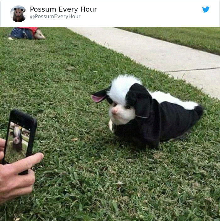 22 Adorable Photos From The Twitter Page #PossumEveryHour That May Make You See These Creatures Differently 22 Adorable Photos From The Twitter Page #PossumEveryHour That May Make You See These Creatures Differently