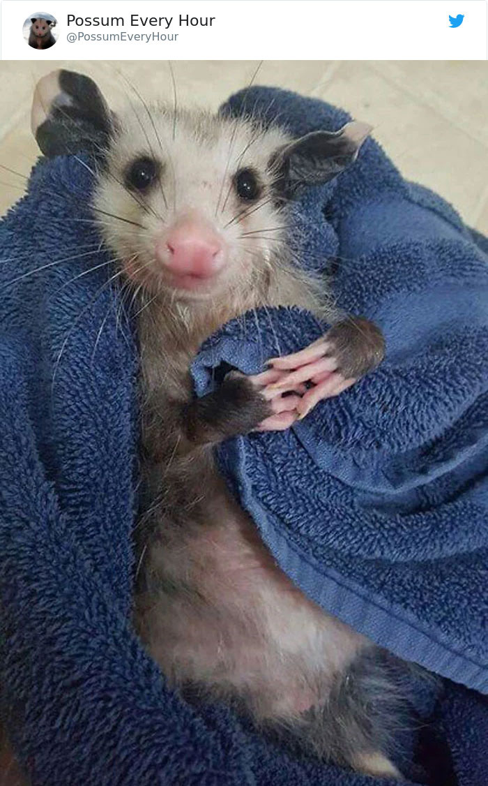 22 Adorable Photos From The Twitter Page #PossumEveryHour That May Make You See These Creatures Differently 22 Adorable Photos From The Twitter Page #PossumEveryHour That May Make You See These Creatures Differently