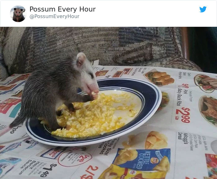22 Adorable Photos From The Twitter Page #PossumEveryHour That May Make You See These Creatures Differently 22 Adorable Photos From The Twitter Page #PossumEveryHour That May Make You See These Creatures Differently