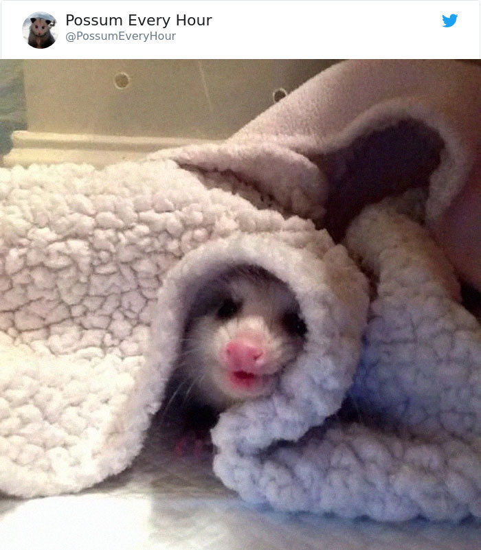 22 Adorable Photos From The Twitter Page #PossumEveryHour That May Make You See These Creatures Differently 22 Adorable Photos From The Twitter Page #PossumEveryHour That May Make You See These Creatures Differently