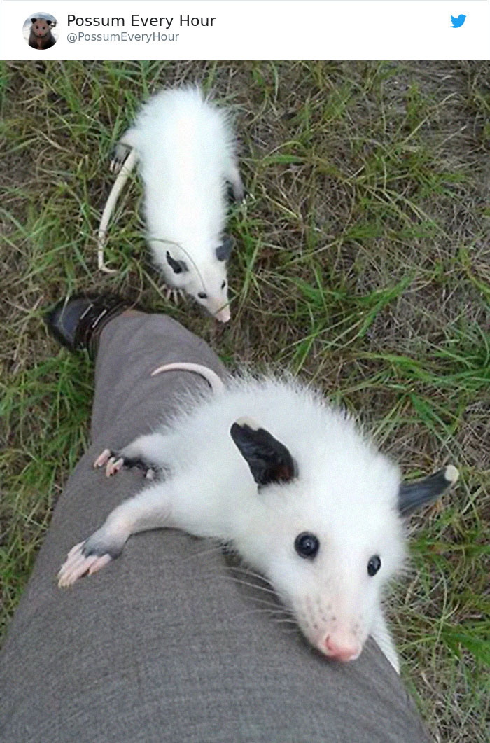 22 Adorable Photos From The Twitter Page #PossumEveryHour That May Make You See These Creatures Differently 22 Adorable Photos From The Twitter Page #PossumEveryHour That May Make You See These Creatures Differently