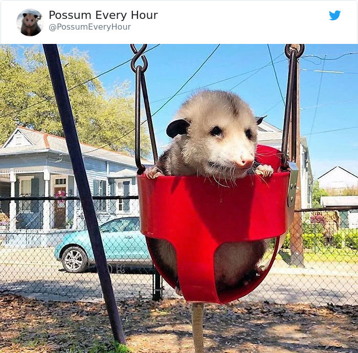 22 Adorable Photos From The Twitter Page #PossumEveryHour That May Make You See These Creatures Differently 22 Adorable Photos From The Twitter Page #PossumEveryHour That May Make You See These Creatures Differently