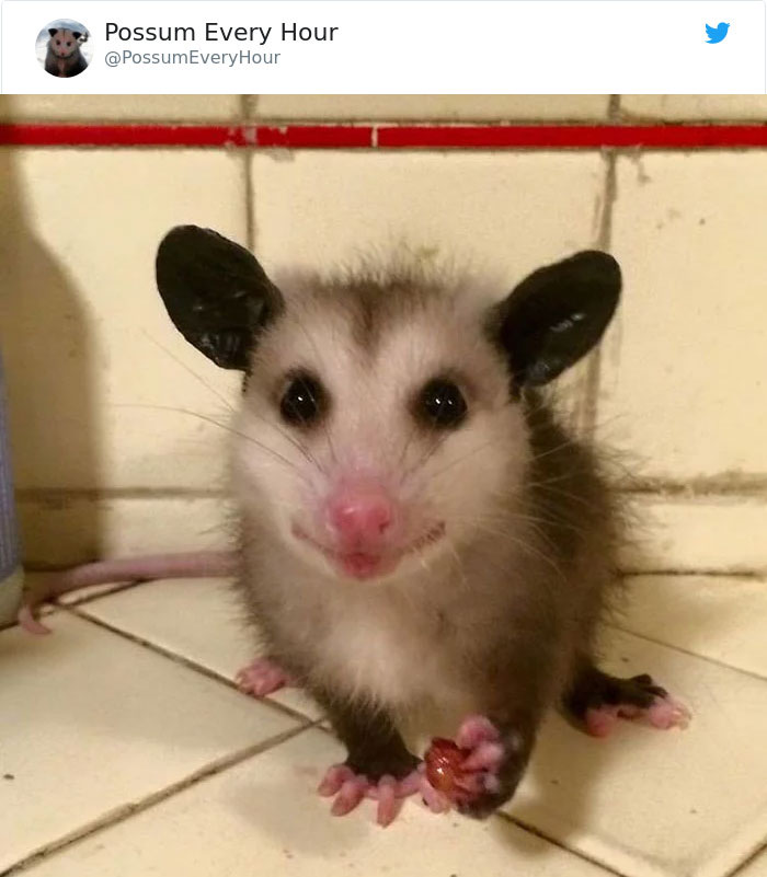 22 Adorable Photos From The Twitter Page #PossumEveryHour That May Make You See These Creatures Differently 22 Adorable Photos From The Twitter Page #PossumEveryHour That May Make You See These Creatures Differently