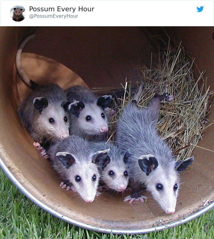 22 Adorable Photos From The Twitter Page #PossumEveryHour That May Make You See These Creatures Differently 22 Adorable Photos From The Twitter Page #PossumEveryHour That May Make You See These Creatures Differently