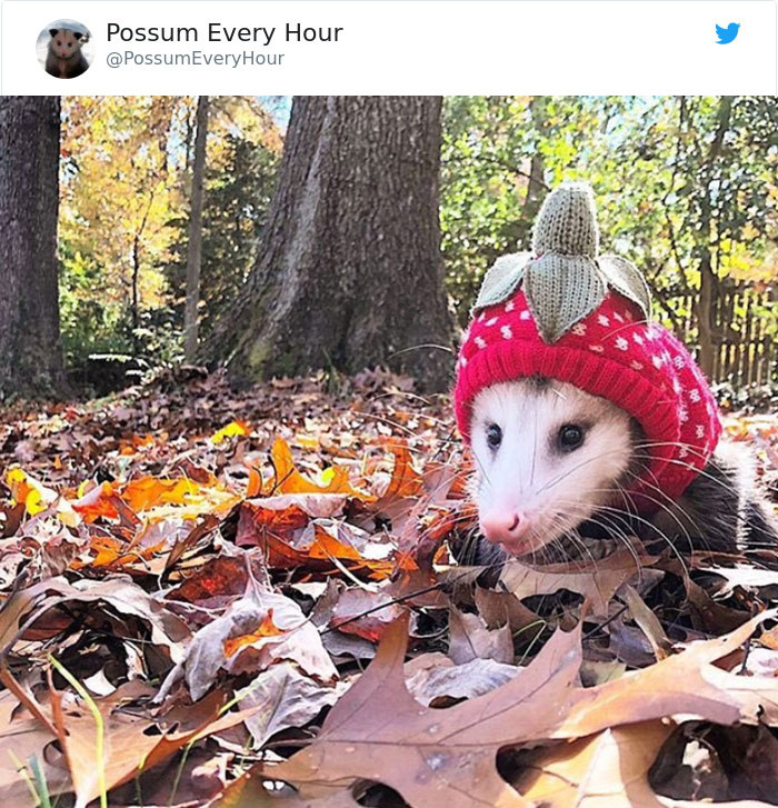22 Adorable Photos From The Twitter Page #PossumEveryHour That May Make You See These Creatures Differently 22 Adorable Photos From The Twitter Page #PossumEveryHour That May Make You See These Creatures Differently