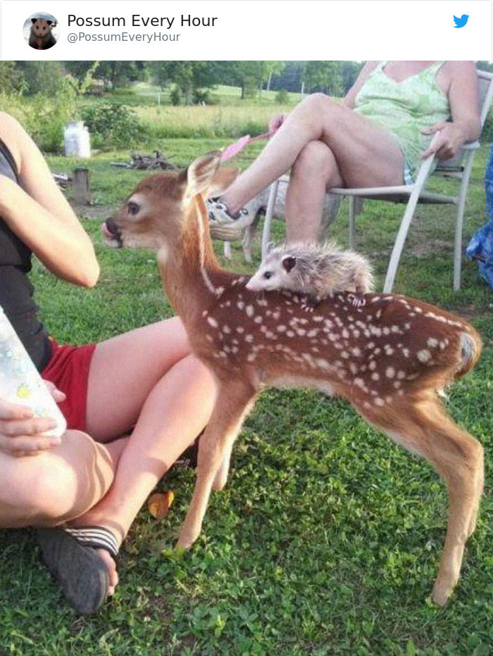 22 Adorable Photos From The Twitter Page #PossumEveryHour That May Make You See These Creatures Differently 22 Adorable Photos From The Twitter Page #PossumEveryHour That May Make You See These Creatures Differently