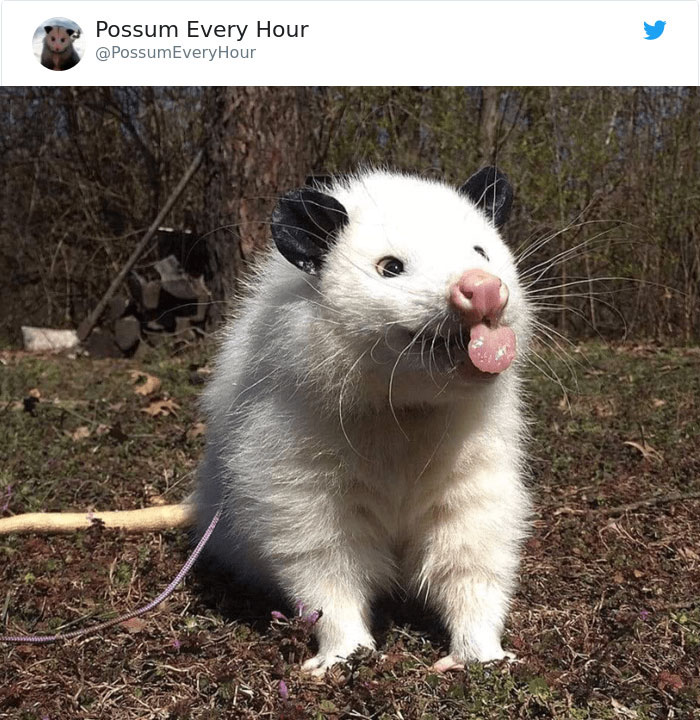 22 Adorable Photos From The Twitter Page #PossumEveryHour That May Make You See These Creatures Differently 22 Adorable Photos From The Twitter Page #PossumEveryHour That May Make You See These Creatures Differently