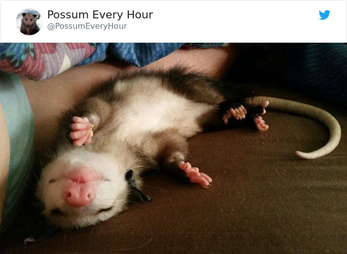 22 Adorable Photos From The Twitter Page #PossumEveryHour That May Make You See These Creatures Differently 22 Adorable Photos From The Twitter Page #PossumEveryHour That May Make You See These Creatures Differently