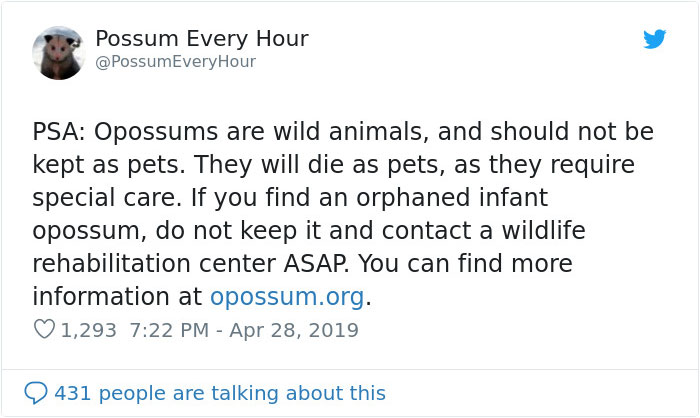 22 Adorable Photos From The Twitter Page #PossumEveryHour That May Make You See These Creatures Differently 22 Adorable Photos From The Twitter Page #PossumEveryHour That May Make You See These Creatures Differently