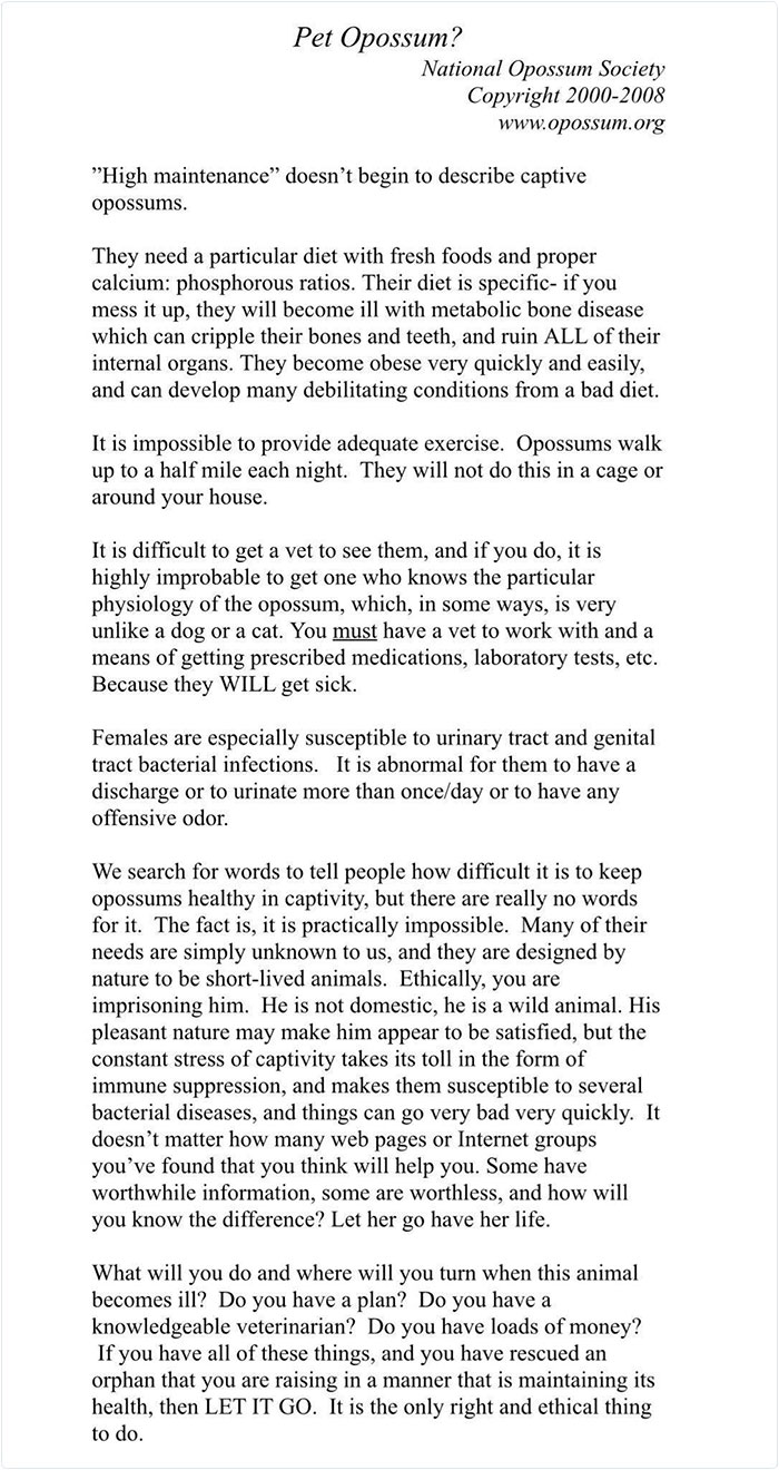 22 Adorable Photos From The Twitter Page #PossumEveryHour That May Make You See These Creatures Differently 22 Adorable Photos From The Twitter Page #PossumEveryHour That May Make You See These Creatures Differently