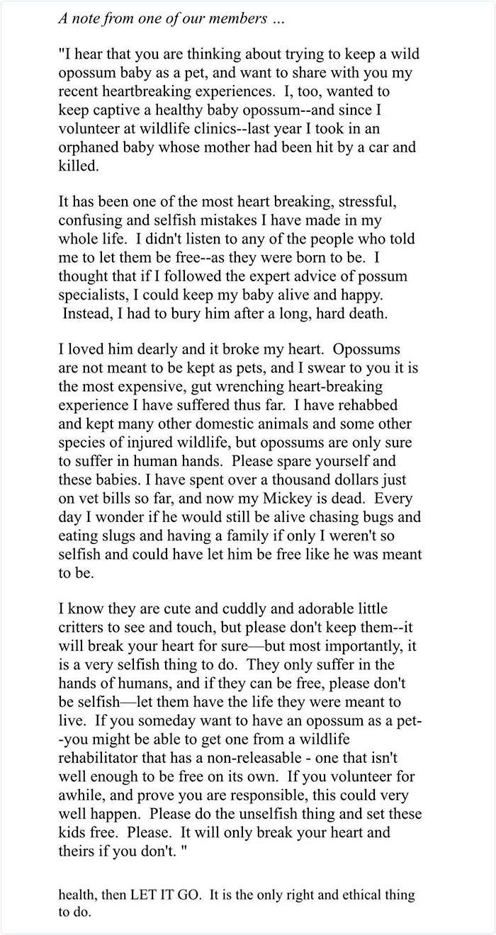 22 Adorable Photos From The Twitter Page #PossumEveryHour That May Make You See These Creatures Differently 22 Adorable Photos From The Twitter Page #PossumEveryHour That May Make You See These Creatures Differently