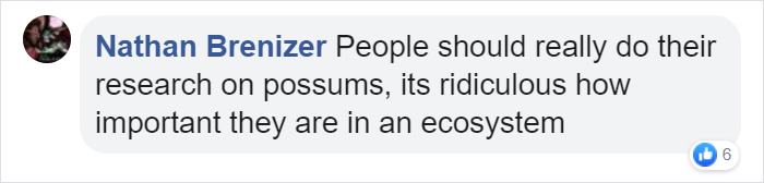 22 Adorable Photos From The Twitter Page #PossumEveryHour That May Make You See These Creatures Differently 22 Adorable Photos From The Twitter Page #PossumEveryHour That May Make You See These Creatures Differently