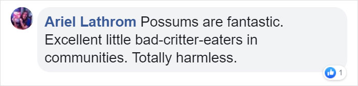 22 Adorable Photos From The Twitter Page #PossumEveryHour That May Make You See These Creatures Differently 22 Adorable Photos From The Twitter Page #PossumEveryHour That May Make You See These Creatures Differently