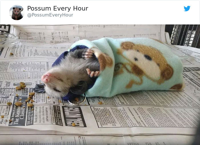 22 Adorable Photos From The Twitter Page #PossumEveryHour That May Make You See These Creatures Differently 22 Adorable Photos From The Twitter Page #PossumEveryHour That May Make You See These Creatures Differently