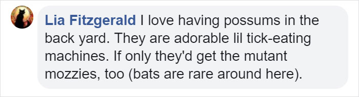 22 Adorable Photos From The Twitter Page #PossumEveryHour That May Make You See These Creatures Differently 22 Adorable Photos From The Twitter Page #PossumEveryHour That May Make You See These Creatures Differently