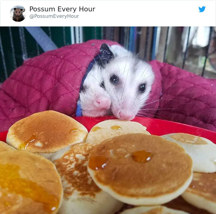 22 Adorable Photos From The Twitter Page #PossumEveryHour That May Make You See These Creatures Differently 22 Adorable Photos From The Twitter Page #PossumEveryHour That May Make You See These Creatures Differently