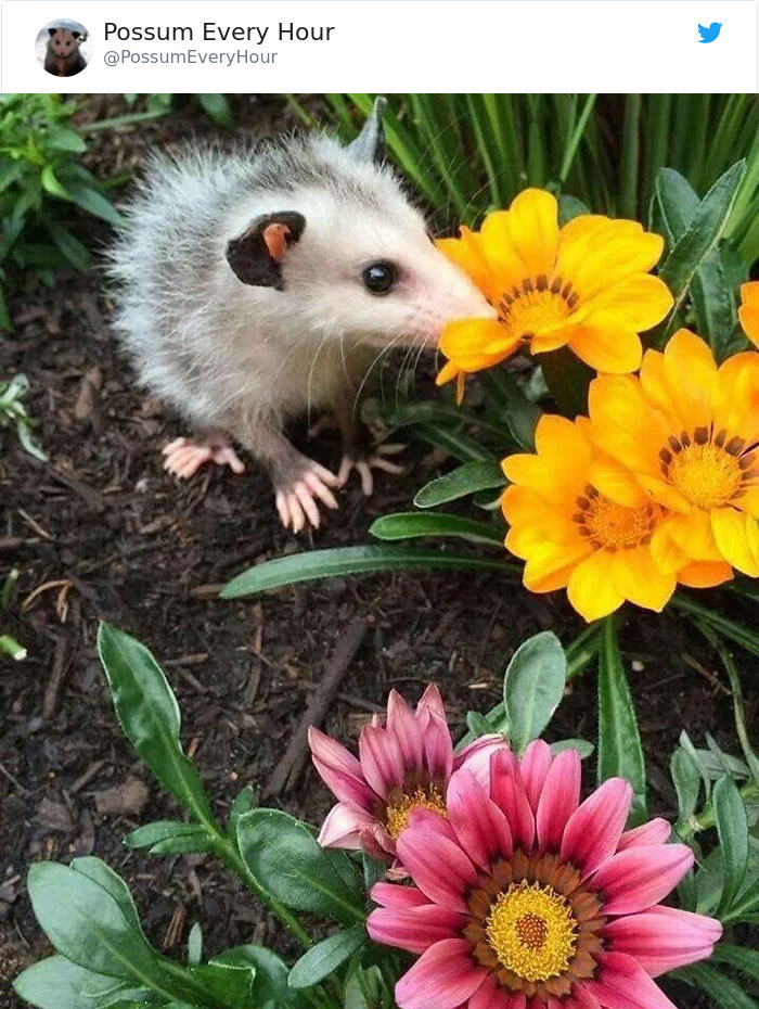 22 Adorable Photos From The Twitter Page #PossumEveryHour That May Make You See These Creatures Differently 22 Adorable Photos From The Twitter Page #PossumEveryHour That May Make You See These Creatures Differently