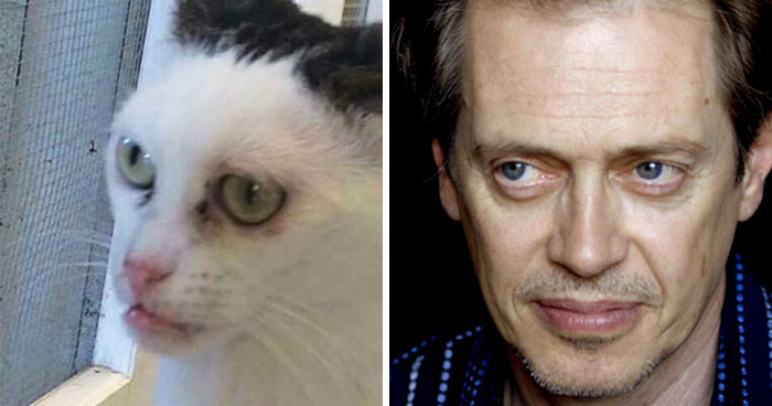 Esta mujer adoptó un gato que llevaba en el refugio desde que tenía 2 días, y se parece a Steve Buscemi