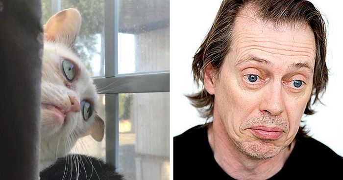 Woman Adopts Cat That Has Been Living In A Shelter Since It Was 2 Days Old, Realizes It Looks Like Steve Buscemi
