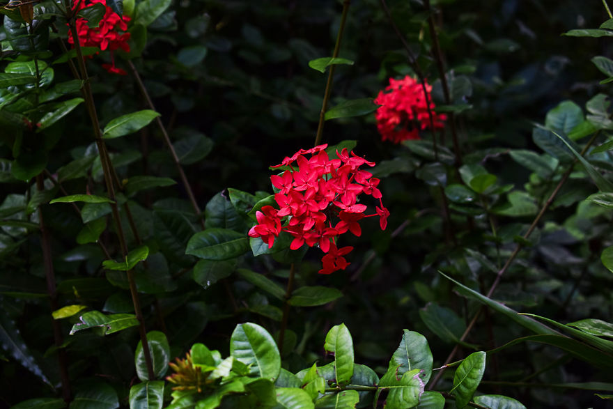 I Spent A Few Hours Exploring Andromeda Botanic Gardens