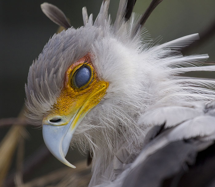 The Secretary Bird Is So Gorgeous, It Could Easily Become A Character In A Pixar Movie The Secretary Bird Is So Gorgeous, It Could Easily Become A Character In A Pixar Movie