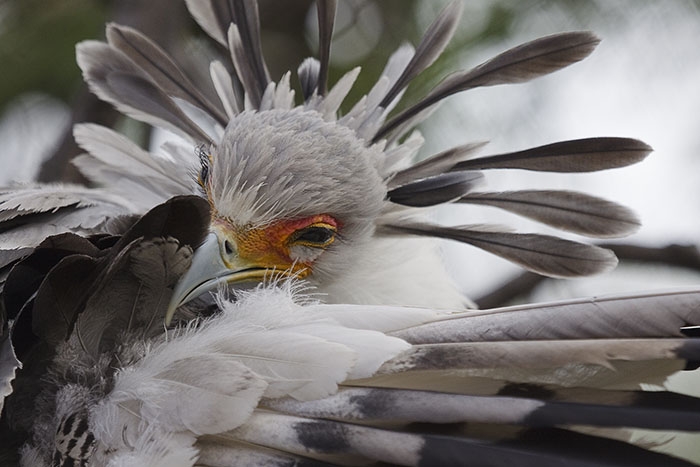 The Secretary Bird Is So Gorgeous, It Could Easily Become A Character In A Pixar Movie The Secretary Bird Is So Gorgeous, It Could Easily Become A Character In A Pixar Movie