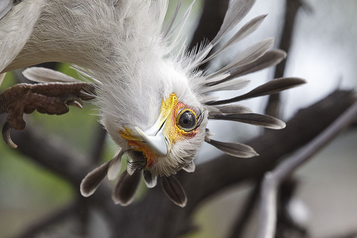 The Secretary Bird Is So Gorgeous, It Could Easily Become A Character In A Pixar Movie The Secretary Bird Is So Gorgeous, It Could Easily Become A Character In A Pixar Movie