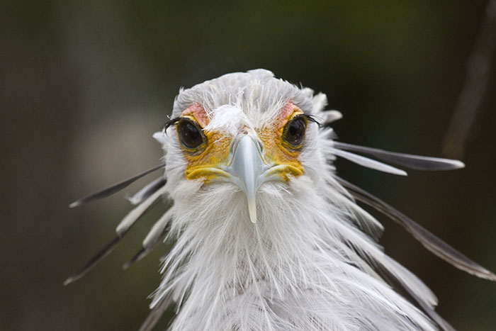 The Secretary Bird Is So Gorgeous, It Could Easily Become A Character In A Pixar Movie The Secretary Bird Is So Gorgeous, It Could Easily Become A Character In A Pixar Movie