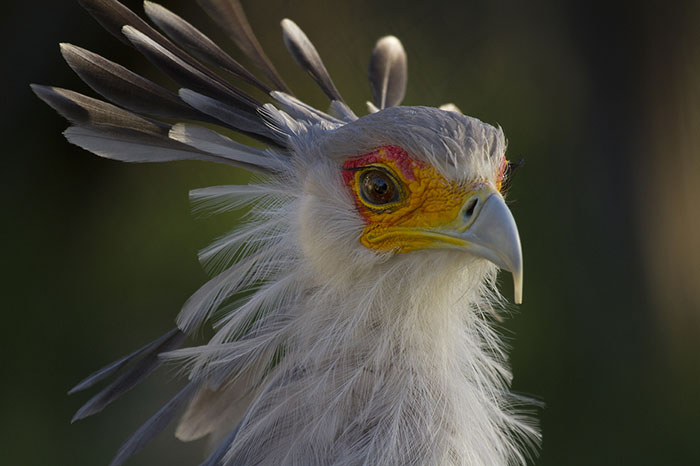 The Secretary Bird Is So Gorgeous, It Could Easily Become A Character In A Pixar Movie The Secretary Bird Is So Gorgeous, It Could Easily Become A Character In A Pixar Movie