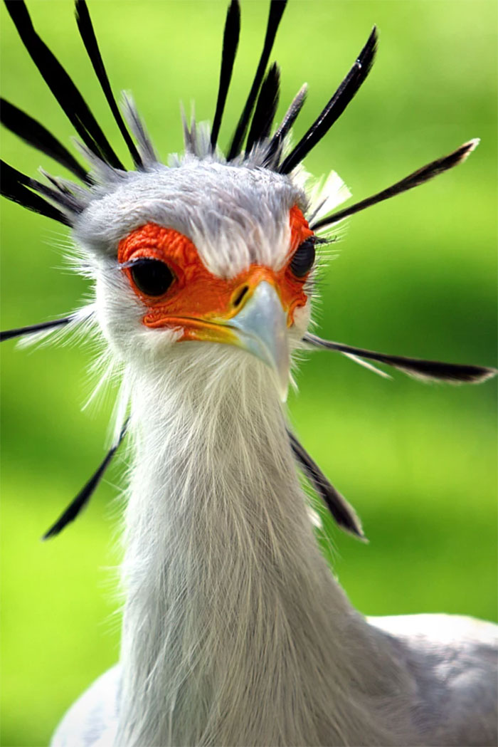 The Secretary Bird Is So Gorgeous, It Could Easily Become A Character In A Pixar Movie The Secretary Bird Is So Gorgeous, It Could Easily Become A Character In A Pixar Movie