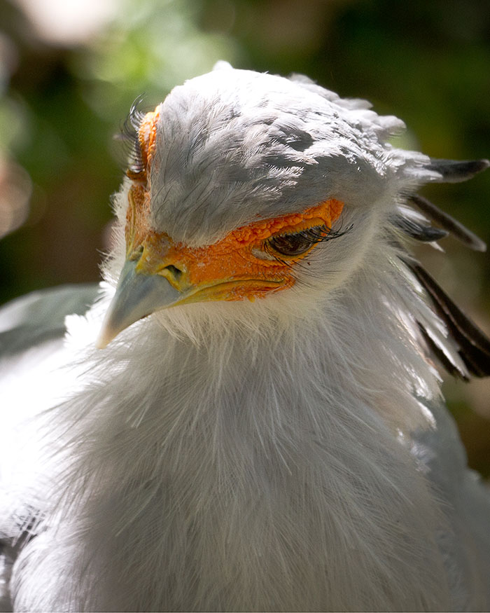 The Secretary Bird Is So Gorgeous, It Could Easily Become A Character In A Pixar Movie The Secretary Bird Is So Gorgeous, It Could Easily Become A Character In A Pixar Movie