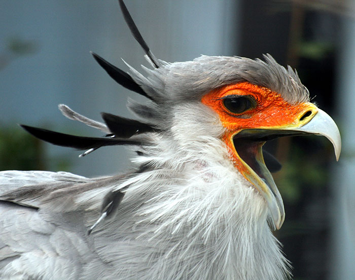 The Secretary Bird Is So Gorgeous, It Could Easily Become A Character In A Pixar Movie The Secretary Bird Is So Gorgeous, It Could Easily Become A Character In A Pixar Movie