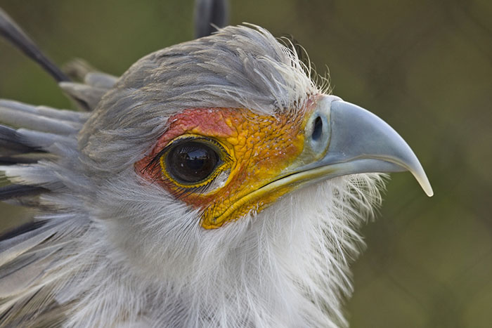 The Secretary Bird Is So Gorgeous, It Could Easily Become A Character In A Pixar Movie The Secretary Bird Is So Gorgeous, It Could Easily Become A Character In A Pixar Movie