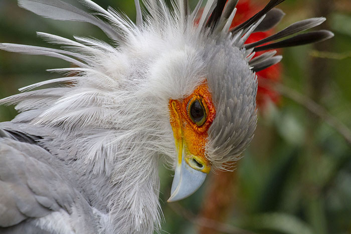 The Secretary Bird Is So Gorgeous, It Could Easily Become A Character In A Pixar Movie The Secretary Bird Is So Gorgeous, It Could Easily Become A Character In A Pixar Movie
