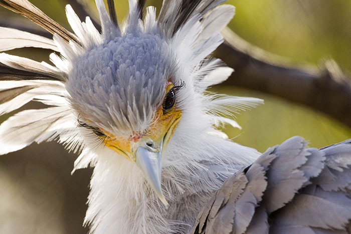 The Secretary Bird Is So Gorgeous, It Could Easily Become A Character In A Pixar Movie The Secretary Bird Is So Gorgeous, It Could Easily Become A Character In A Pixar Movie