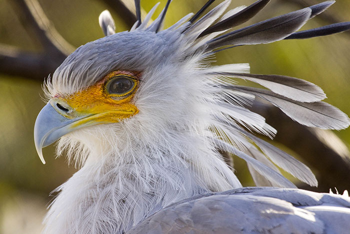 The Secretary Bird Is So Gorgeous, It Could Easily Become A Character In A Pixar Movie The Secretary Bird Is So Gorgeous, It Could Easily Become A Character In A Pixar Movie